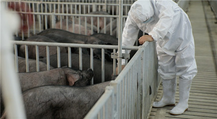 中国农大农产品市场研究中心:淘菜菜猪肉期货模式平抑“猪周期”