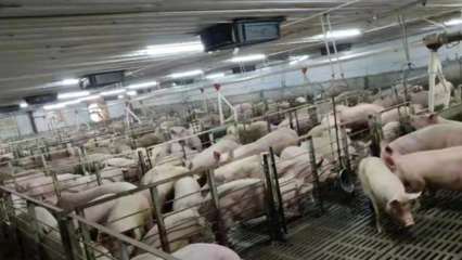 服务乡村振兴 为生猪养殖保驾护航--太平财险陕西分公司开具首单农险保单
